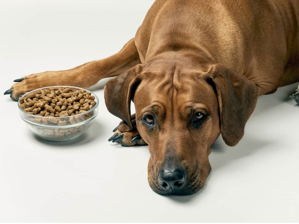 What to Feed a Dog with Kidney Failure Who Will Not Eat