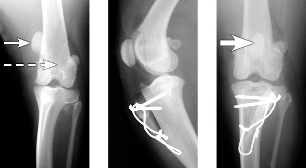 can a puppy outgrow luxating patella