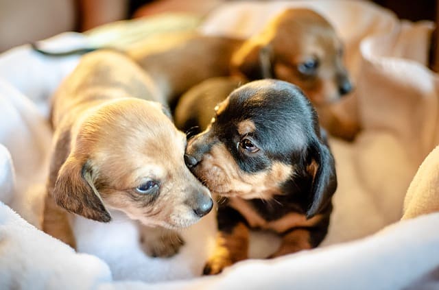 Can Puppies Be Born Days Apart?
