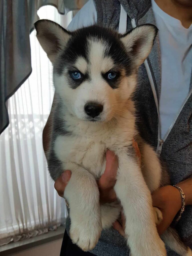 why is my puppy cross eyed