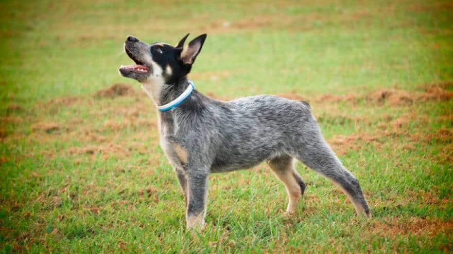 Is Blue Heeler Chihuahua Mix (Chi-heeler) Right For You?