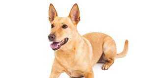 Carolina Dog Mix: 7 Amazing Carolina Dog Crossbreeds you’ll want To Own/Adopt