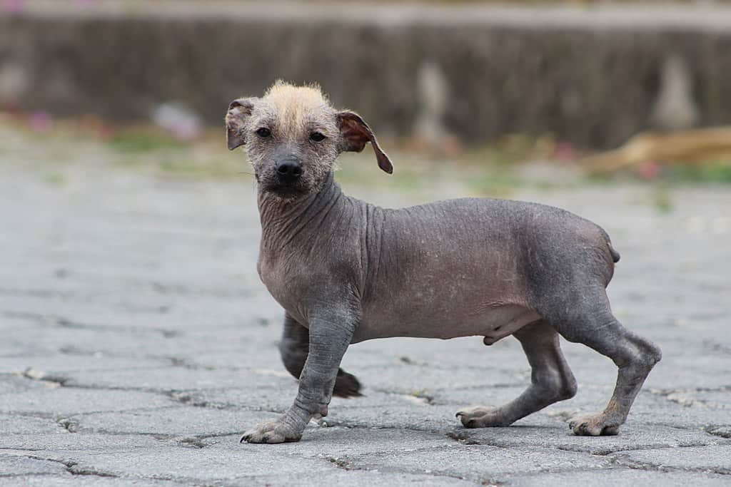 Things You (Probably) Didn’t Know About Ecuadorian Hairless Dog