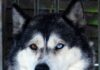 Heterochromia Husky Facts You (Probably) Didn’t Know