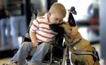 How to Apply For Service Dog for Child