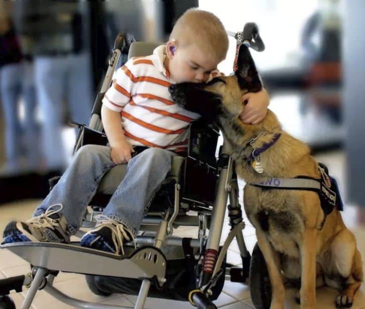 How to Apply For Service Dog for Child