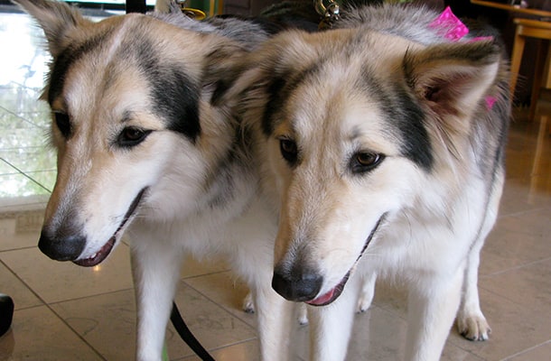 Can You Clone A Dog? (Plus Dog Cloning FAQs)