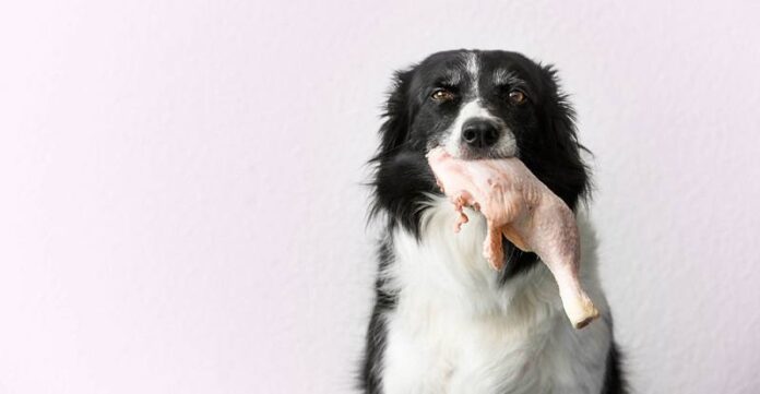 My Dog Is Allergic To Chicken: What Can I Feed Him?