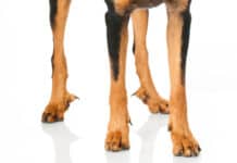 Small Dog Breeds with Rear Dewclaws