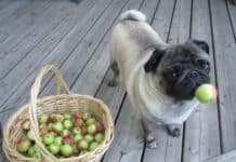 How Much Apple Can A Dog Eat?