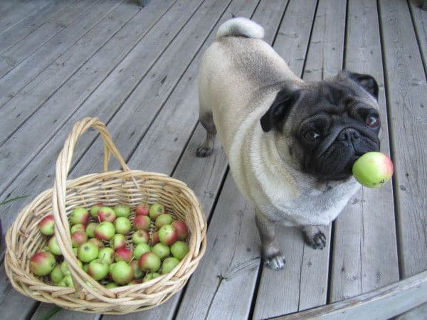 How Much Apple Can A Dog Eat?