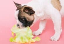 Best Low Phosphorus Vegetables for Dogs