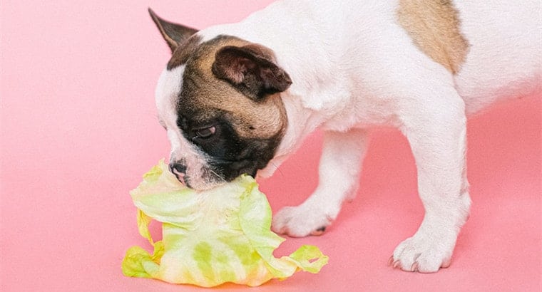 Best Low Phosphorus Vegetables for Dogs
