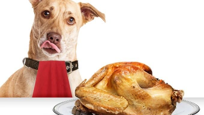 What Human Food Can I Give My Dog To Gain Weight?