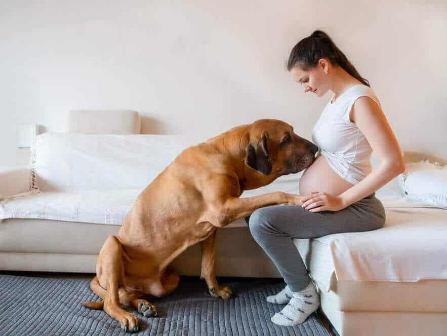 Can Dogs Sense Miscarriage in Humans?