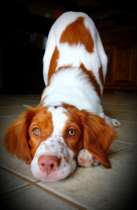 Red Dog with White Spots