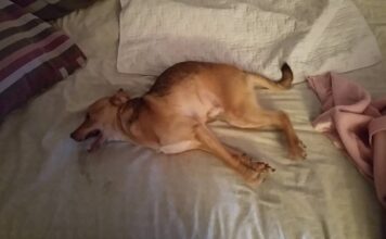 How to Tell If a Dog Is Having a Seizure While Sleeping