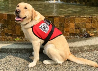 How to Get a Service Dog For Free