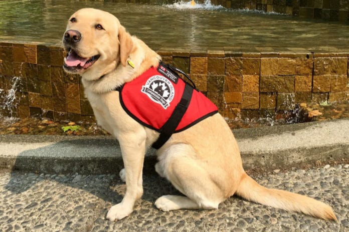 How to Get a Service Dog For Free