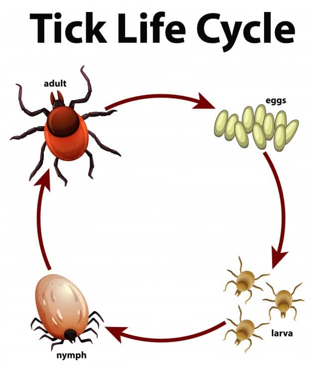 how long does a tick live on a dog