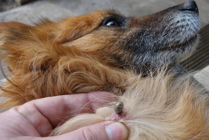 what happens when a tick falls off a dog