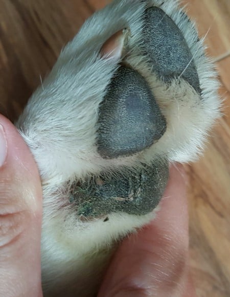 Dog paw pad falling off sale