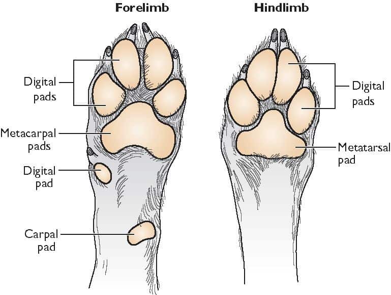 Dog Paw Pad Peeling A Quick Guide for New Pet Owners Healthy