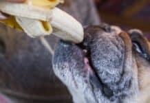 Can I Give My Dog Banana For Diarrhea?