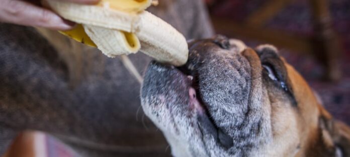 Can I Give My Dog Banana For Diarrhea?