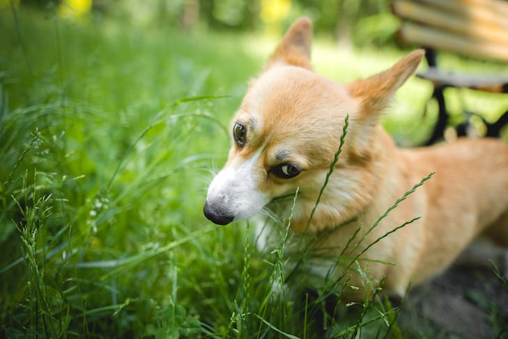 Dog retching and eating hot sale grass