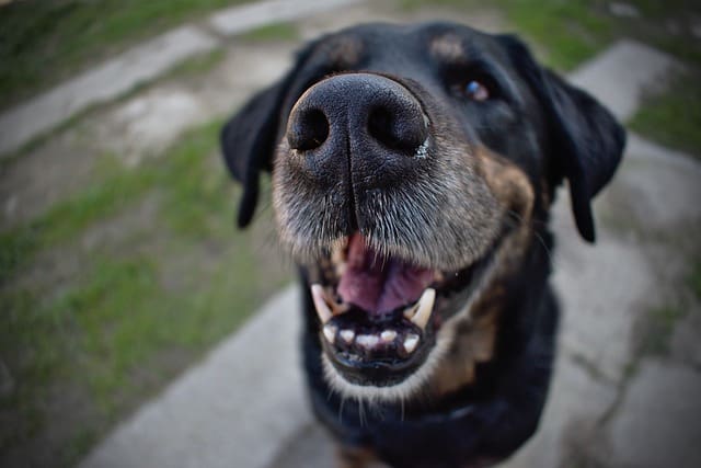 How Strong Are Dog’s Teeth?