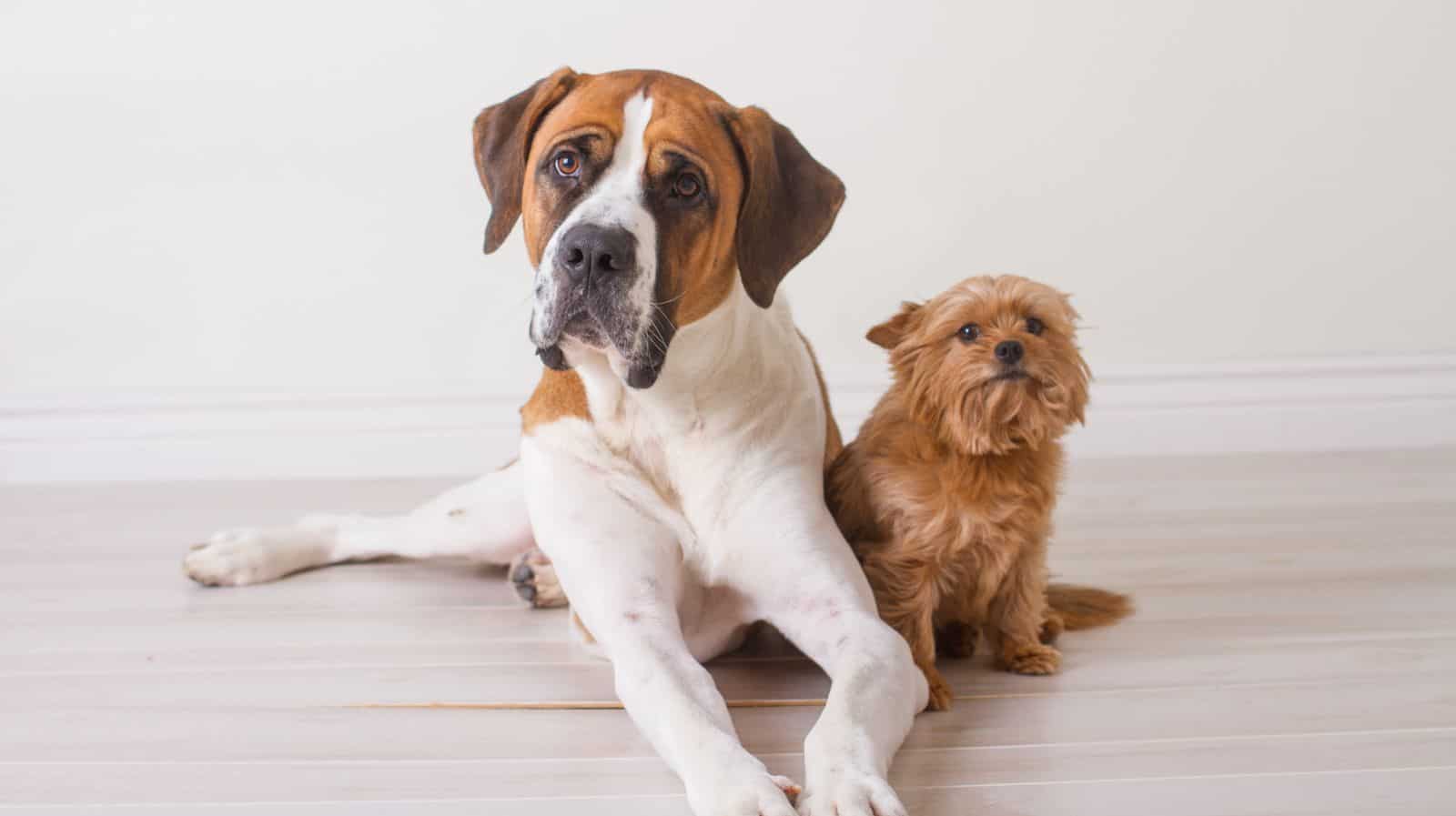 How Much Bigger Can A Male Dog Be Than The Female?