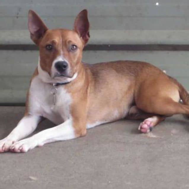 Is Basenji Jack Russell Terrier Mix Right For You?