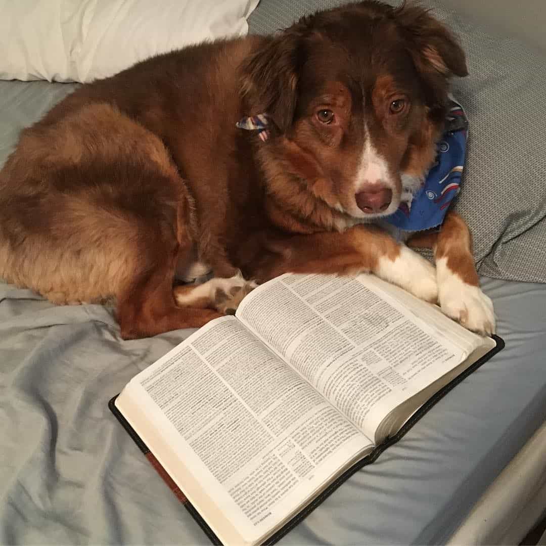 Bible Verses about Dogs in Heaven