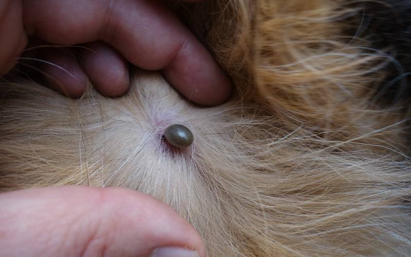 what does embedded tick look like on dog