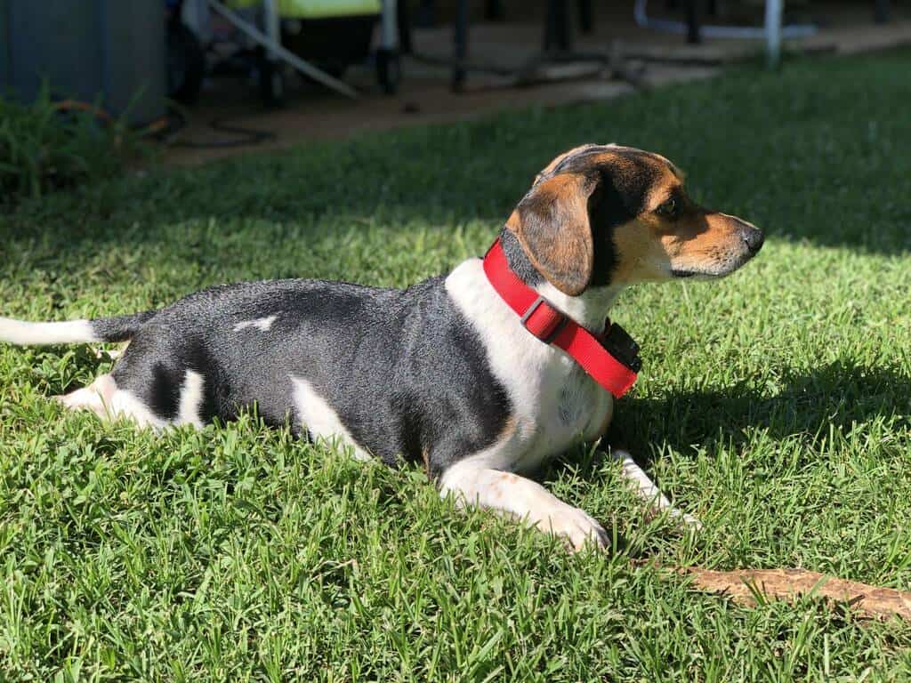 Beagle Feist Mix: Facts First-Time Owners Should Know