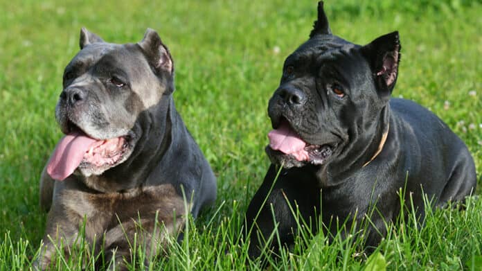 What Is It Like To Own A Cane Corso And Presa Canario Mix?