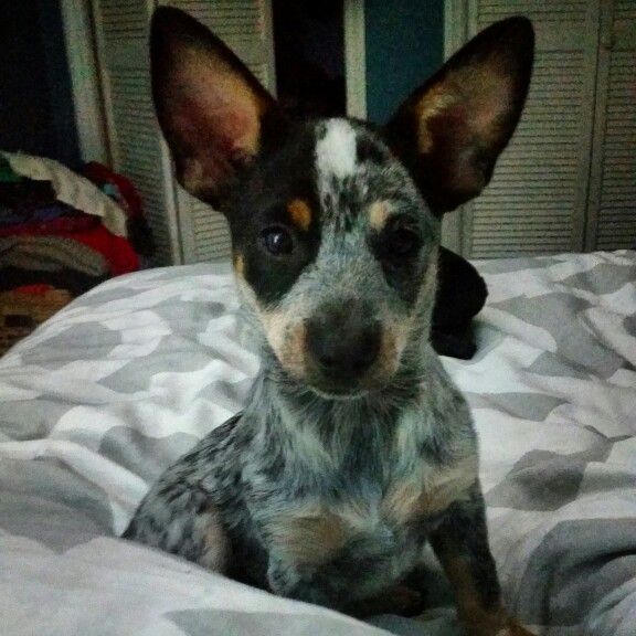 Is Blue Heeler Chihuahua Mix Right For You?