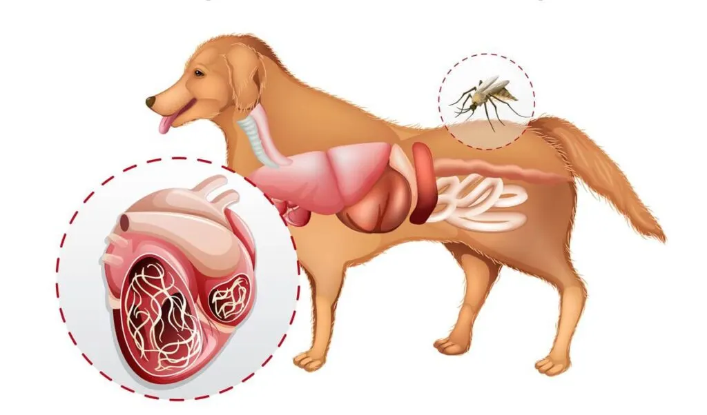 How Long Can A Dog Live With Heartworms