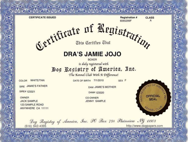 How to Register a Dog for the First Time (in the US)
