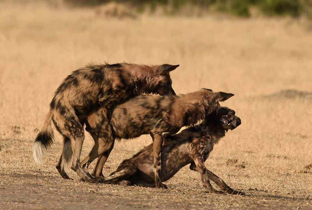 Can African Wild Dogs Breed With Dogs?