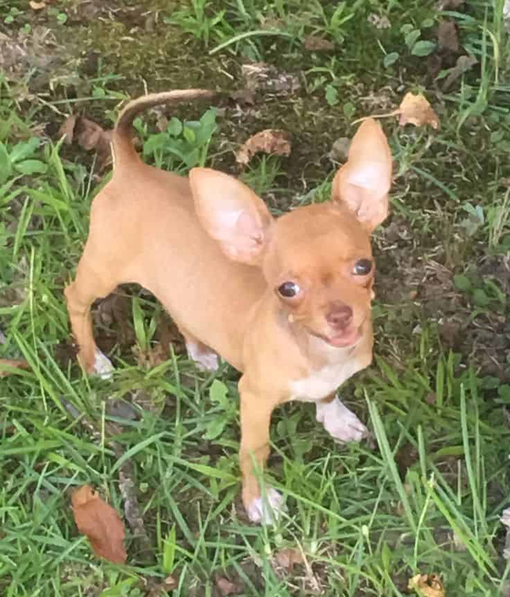 are puppies born with pink noses