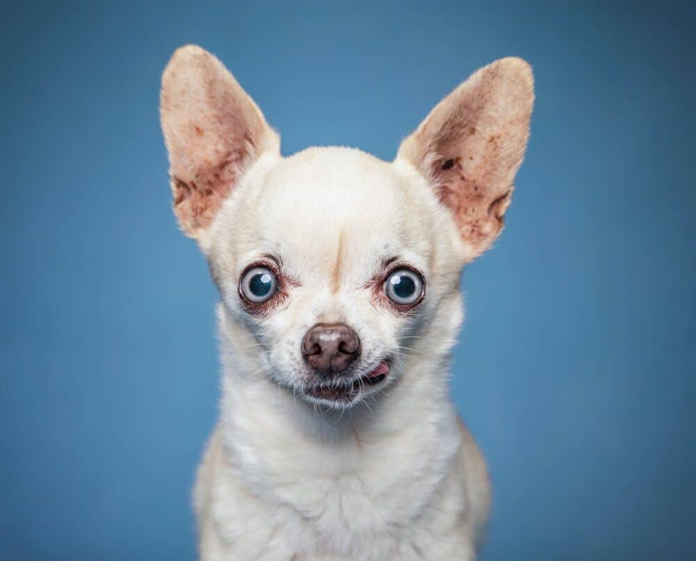 Why Do Chihuahuas Have Big Eyes?