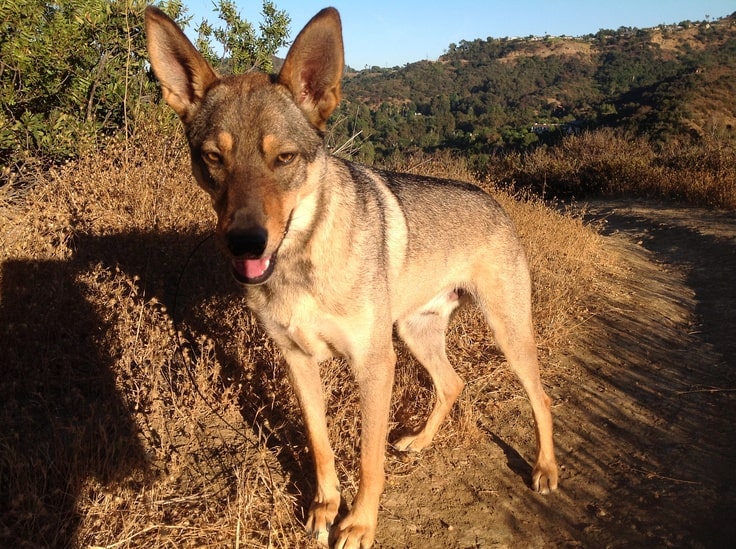 can a domestic dog breed with a coyote