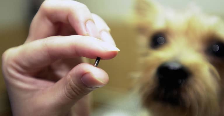 How Big Is a Dog’s Microchip?