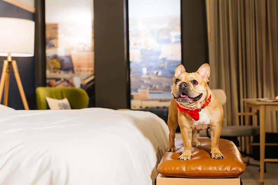 Can A Hotel Ask For Proof Of Service Dog?