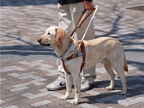 What Can You Legally Ask A Person With A Service Animal?