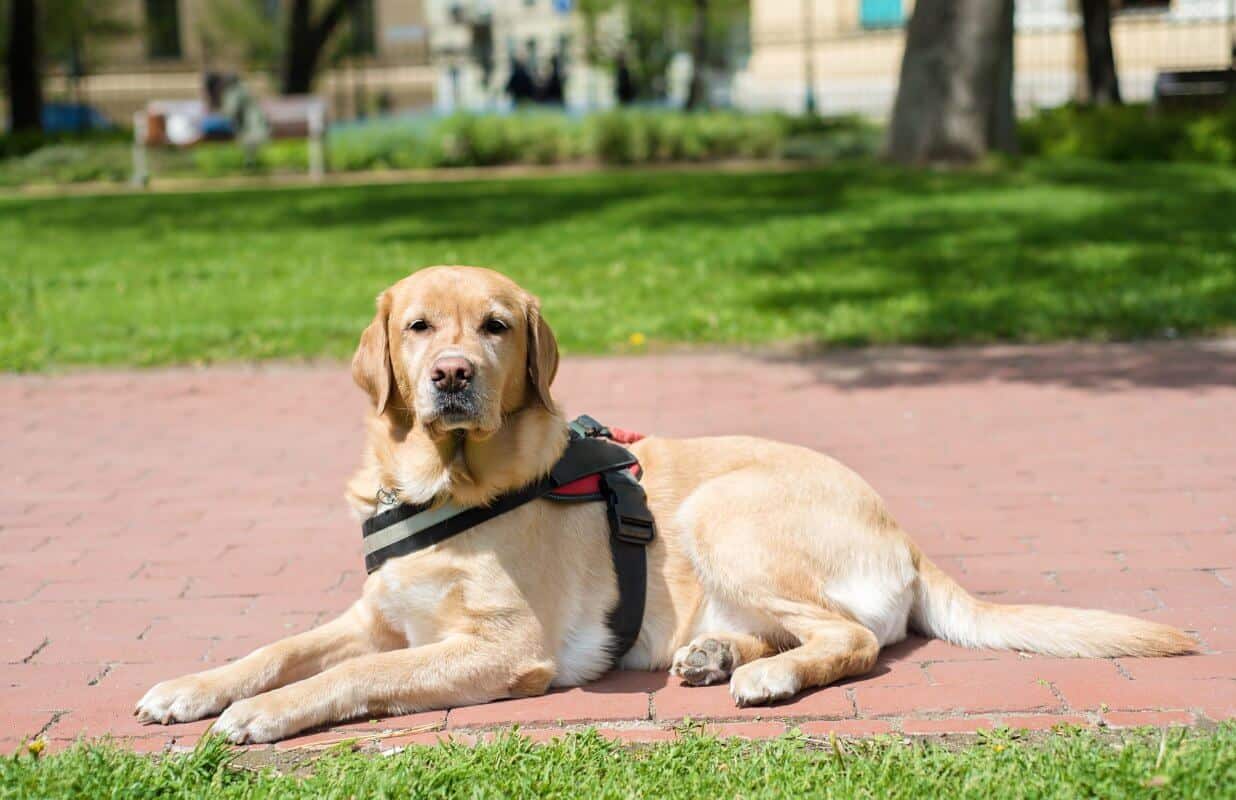 What to Do If Your Service Dog Is Denied Access