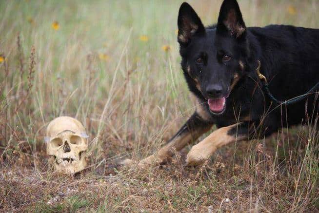 All About Cadaver Dogs