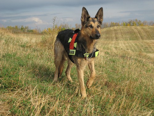 can cadaver dogs smell bones